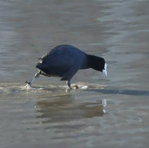 Common Coot