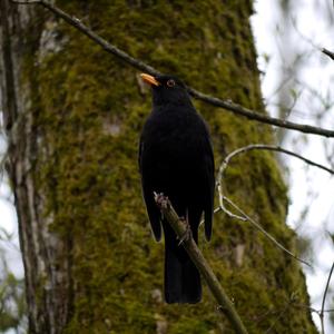 Eurasian Blackbird