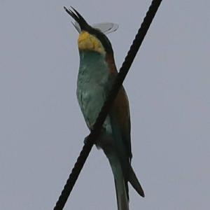 European Bee-eater