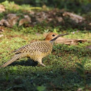 Fernandina's Flicker