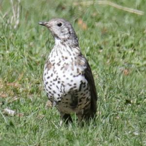 Mistle Thrush