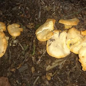 Chanterelle, Common