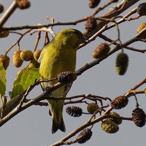 Eurasian Siskin