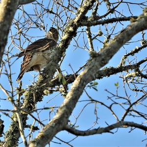 Cooper's Hawk