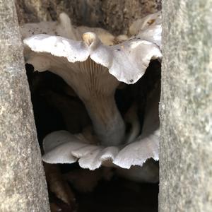 Oyster Mushroom