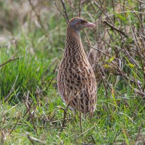 Corncrake