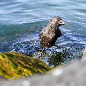 Carrion Crow