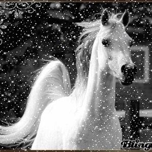 Arabian Horse