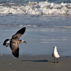 Laughing Gull