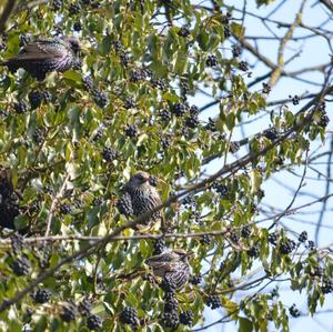 Common Starling