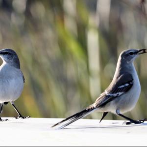 Grey Catbird