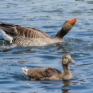 Greylag Goose