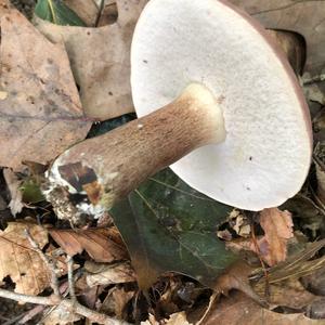 Bitter Bolete