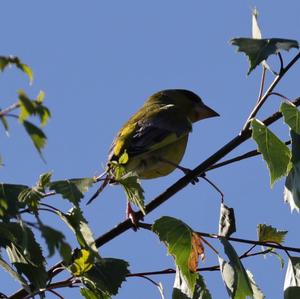 European Greenfinch