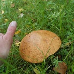 Orange Birch Bolete