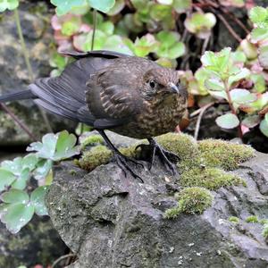 Eurasian Blackbird