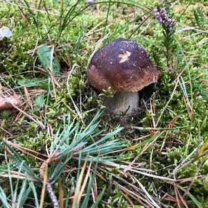 King Bolete