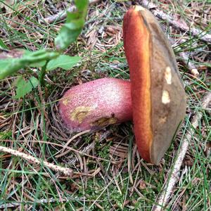 Dotted-stem Bolete