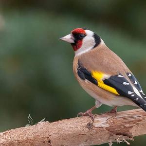 European Goldfinch