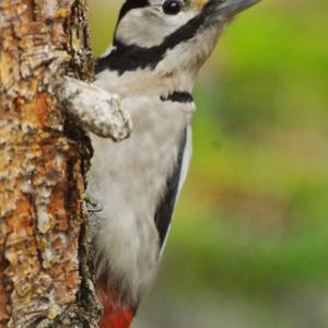 Great Spotted Woodpecker