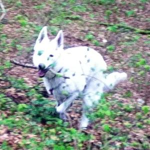 Berger Blanc Suisse