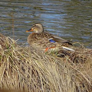 Mallard