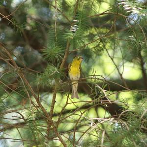 European Serin