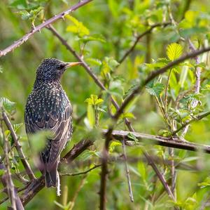 Common Starling