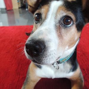 Unknown Breed