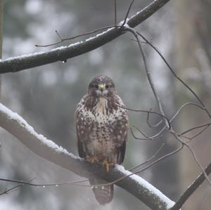 Common Buzzard