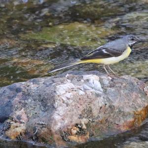 Grey Wagtail