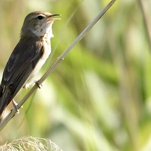 Marsh Warbler