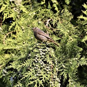 Black Redstart