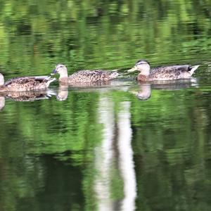 Mallard