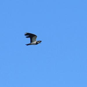 Northern Lapwing