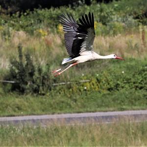 White Stork