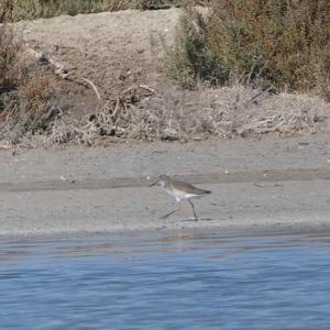 Common Redshank