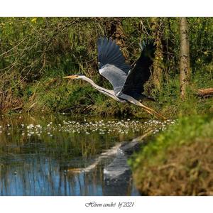 Grey Heron