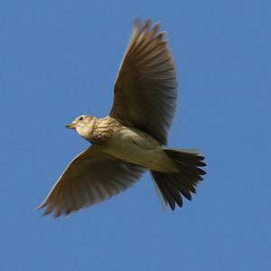 Eurasian Skylark