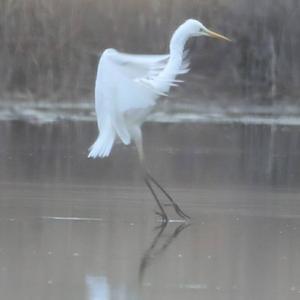 Great Egret