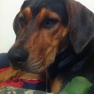 Black and Tan Coonhound