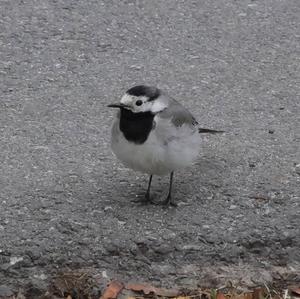 White Wagtail