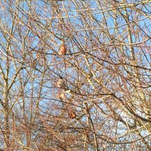 Eurasian Bullfinch