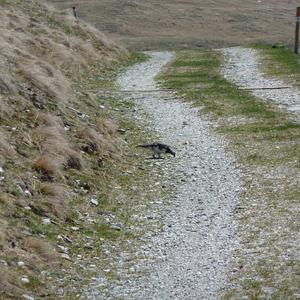 Alpenschneehuhn