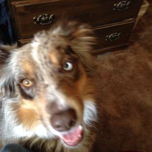 Australian Shepherd