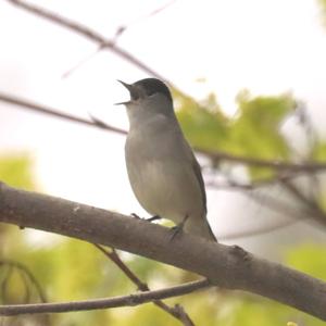 Blackcap