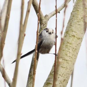 Long-tailed Tit