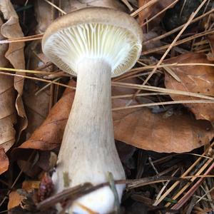 Fat-footed Clitocybe