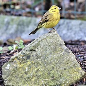 Yellowhammer