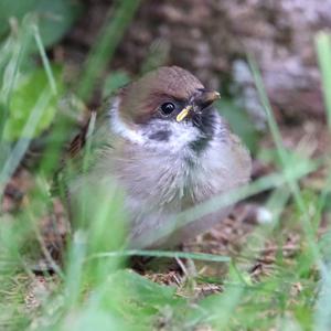 Eurasian Tree Sparrow